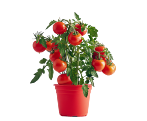 Tomato plant with ripe tomatoes in red pot on white background..