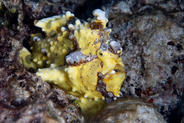 A Warty frogfish, Antennarius maculatus, sits on a rock-strewn volcanic sea slope in Alor,...