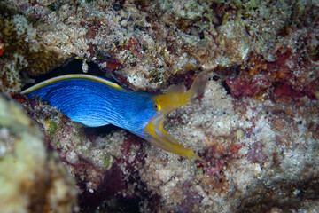 A blue ribbon eel, Rhinomuraena quaesita, pokes its head out of a reef in Alor, Indonesia. This beautiful eel species is a protandrous hermaphrodite, changing from male to female.
