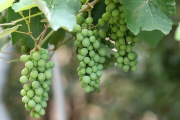 Young unripe grapes on branches in a city park.
