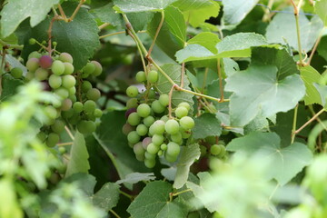 Young unripe grapes on branches in a city park.