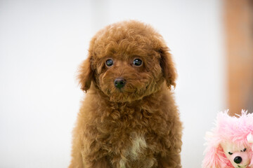 beautiful little curly brown poodle maltipoo puppy