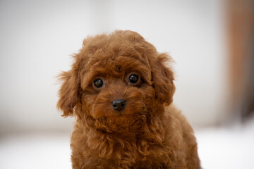beautiful little curly brown poodle maltipoo puppy