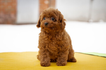 beautiful little curly brown poodle maltipoo puppy
