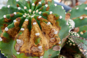 Close-up of a cactus with visible damage and discoloration, showing brown spots and deteriorated areas on the green surface. © paramee