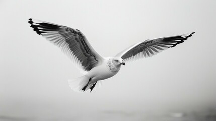 Obraz premium a bird flying in the air with its wings spread out