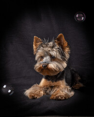 Dog Yorkshire Terrier. Cute dog photography.