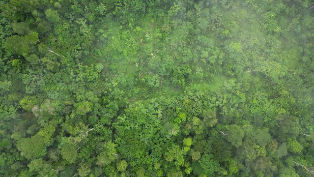 Selva Floresta Amaz&ocirc;nica Amap&aacute; Amazonas Natureza Tropical Biodiversidade &Aacute;rvores Rios Exuberante Vegeta&ccedil;&atilde;o Animais Am&eacute;rica do Sul Flora Sustentabilidade Preserva&ccedil;&atilde;o Aventura Paisagem Ecol&oacute;gica Brasil