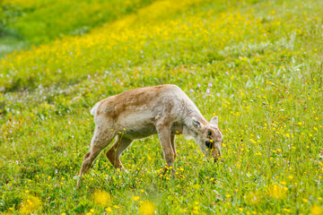 Rentier Junges grast in Wiese in Finnland Mittsommer