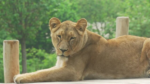 Female lion closes her eyes and wants to sleep in the heat of the day. Lioness resting lying in the park close-up. Female Panthera leo