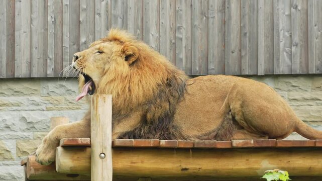 Lion yawns in slow motion and rests while lying in the park close-up. A male lion looks around in the heat of the day. Male Panthera leo or king of beasts