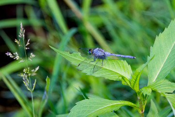 Eastern Pondhawk
(Erythemis simplicicollis) often preying on other dragonflies their size. They are the only skimmer species with a green face