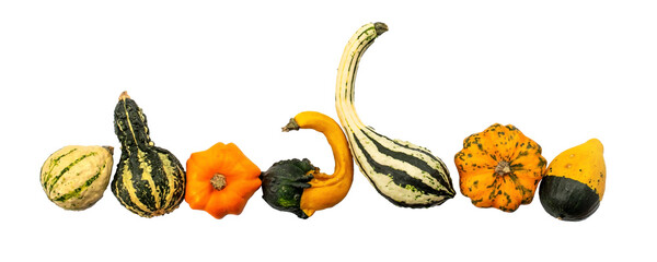 Collection set of gourds aligned and isolated on transparent background. Fall, halloween and...
