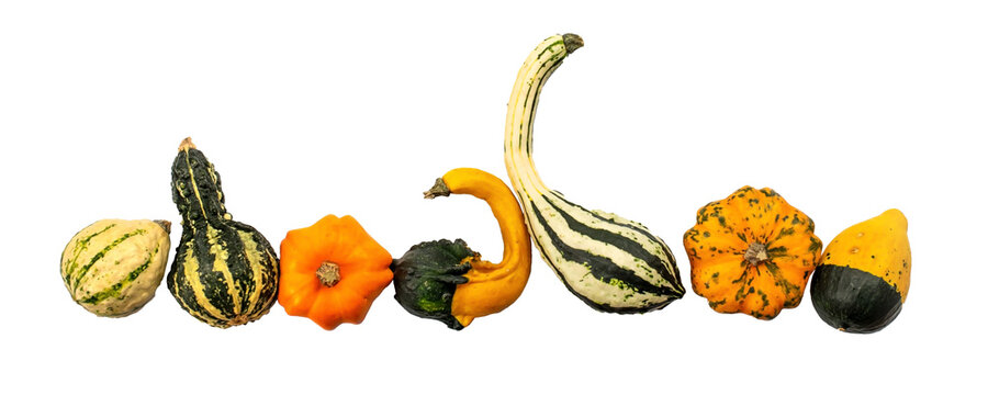 Collection set of gourds aligned and isolated on transparent background. Fall, halloween and Thanksgiving still life decor, png file