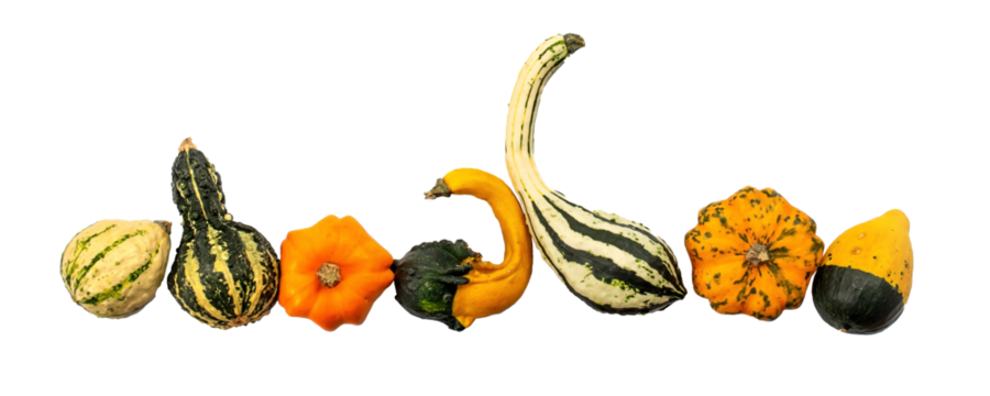 Collection set of gourds aligned and isolated on transparent background. Fall, halloween and Thanksgiving still life decor, png file