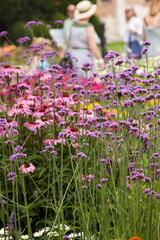 flowers in the garden
