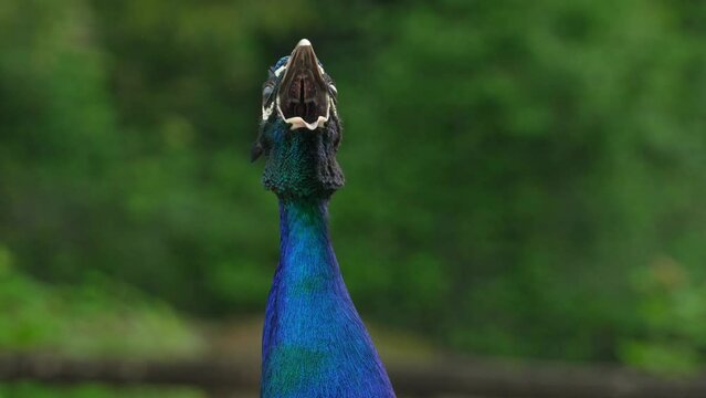 Close up of the peacock head, the peacock opens its beak and screams loudly releasing steam from its mouth in slow motion. Peacock in the wild