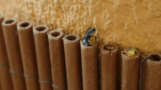 Wild solitary bee Osmia construction nest shelter to lay eggs in a plastic tube and covers the entrance with a round piece of flower petal.
