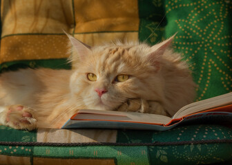 Ginger Maine Coon cat resting his head on an open book