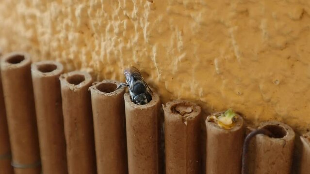 Wild solitary bee Osmia construction nest shelter to lay eggs in a plastic tube and covers the entrance with a round piece of flower petal.