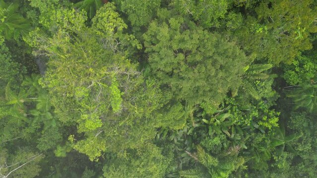 Selva Floresta Amaz&ocirc;nica Amap&aacute; Amazonas Natureza Tropical Biodiversidade &Aacute;rvores Rios Exuberante Vegeta&ccedil;&atilde;o Animais Am&eacute;rica do Sul Flora Sustentabilidade Preserva&ccedil;&atilde;o Aventura Paisagem Ecol&oacute;gica Brasil