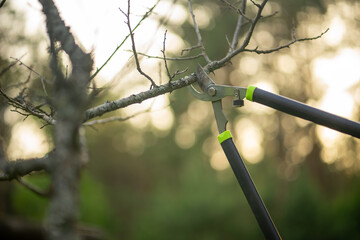 A manual knot cutter for cutting branches. Pruning branches on tall trees.Garden maintenance.