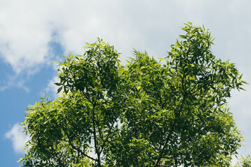 A tree with green leaves is in the middle of a blue sky