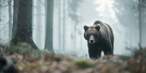 A large brown bear strolling through a misty forest in the picture. Concept Wildlife Photography, Nature Scenes, Misty Forest, Animal Encounters, Forest Wildlife