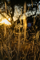 Golden hour light bathes a brown wheat field with a cork oak tree in the background, creating a warm, serene landscape.