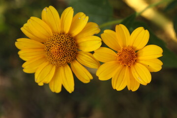 Obraz premium yellow flower