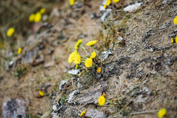 Beautiful small yellow flowers blooming.