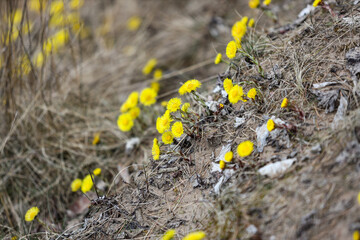 Beautiful small yellow flowers blooming.