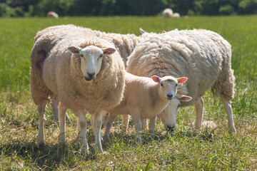 Obraz premium Family of sheep in a field grazing