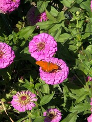 butterfly on a flower