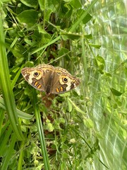 butterfly on the grass