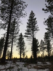 sunset in the forest