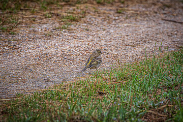bird on the ground