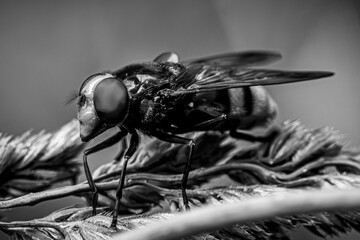 close up of a fly