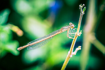 dragonfly on a leaf