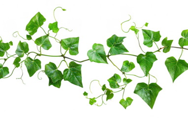 Lush green ivy plant vine creeping with vibrant leaves isolated on a white background, perfect for botanical and nature-themed designs.