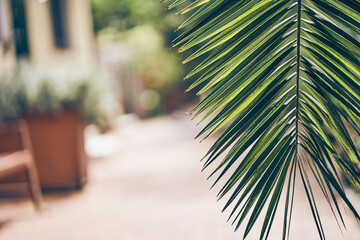 Fototapeta premium Part of a date palm plant on a blurred natural background. The foliage of a tropical plant that can be easily copied. A symbol of the absence of environmental pollution. High quality photo