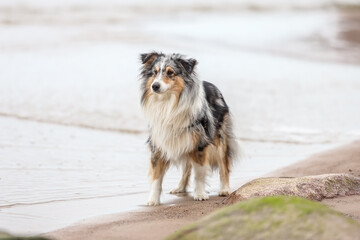Rare blue merle shetland sheepdog near Baltic sea shoreline.