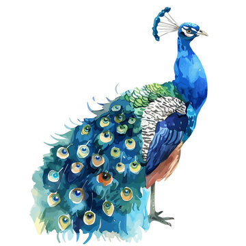 recommend clip art: Watercolor painting of a Peacock, isolated on a white background, Peacock vector, drawing clipart, Illustration Vector, Graphic Painting, design art, logo