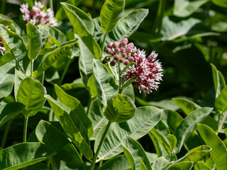 Obraz premium Asclepias syriaca , or Aesculapius's herb , or Milkweed , or Swallow's herb ( Latin- Asclepias syriaca ) is a perennial herbaceous plant 