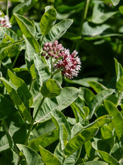 Obraz premium Asclepias syriaca , or Aesculapius's herb , or Milkweed , or Swallow's herb ( Latin- Asclepias syriaca ) is a perennial herbaceous plant 