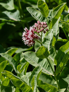 Asclepias syriaca , or Aesculapius's herb , or Milkweed , or Swallow's herb ( Latin- Asclepias syriaca ) is a perennial herbaceous plant