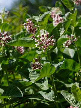 Asclepias syriaca , or Aesculapius's herb , or Milkweed , or Swallow's herb ( Latin- Asclepias syriaca ) is a perennial herbaceous plant