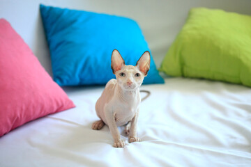 Portrait of cute sphinx cat