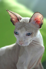 Portrait of cute sphinx cat