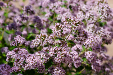 Obraz premium Fragrant herbs, medicinal herbs and spices in the garden. Common oregano( Latin- Origanum vulgare ) close up